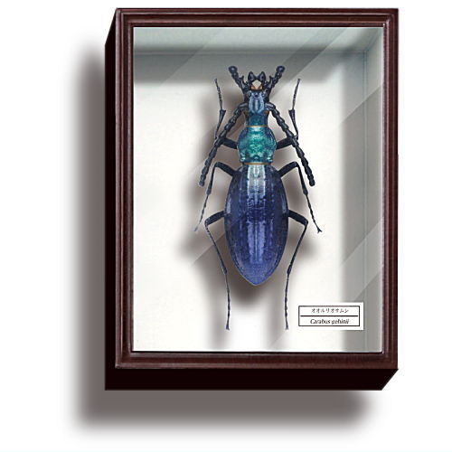 楽天市場】標本箱 ドイツの通販