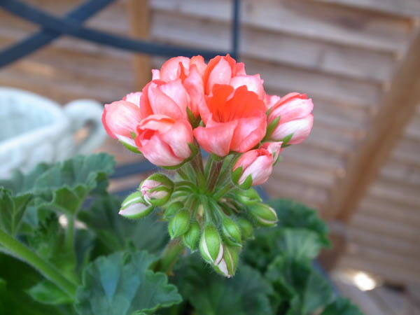 楽天市場】チューリップ ゼラニューム 4号サイズ 鉢植え チューリップ