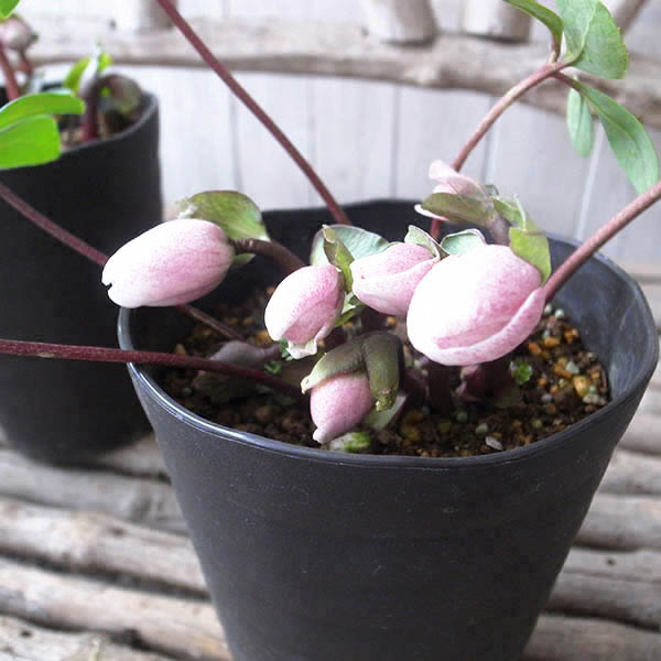 楽天市場】クリスマスローズ ピンクニゲル 花芽付き 4.5号鉢 広瀬園芸