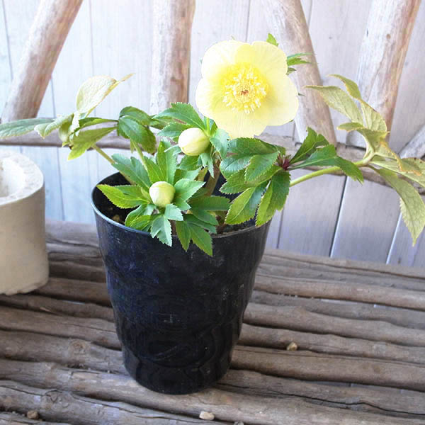 楽天市場】クリスマスローズ セミダブル 開花株 丸弁イエローゴールド