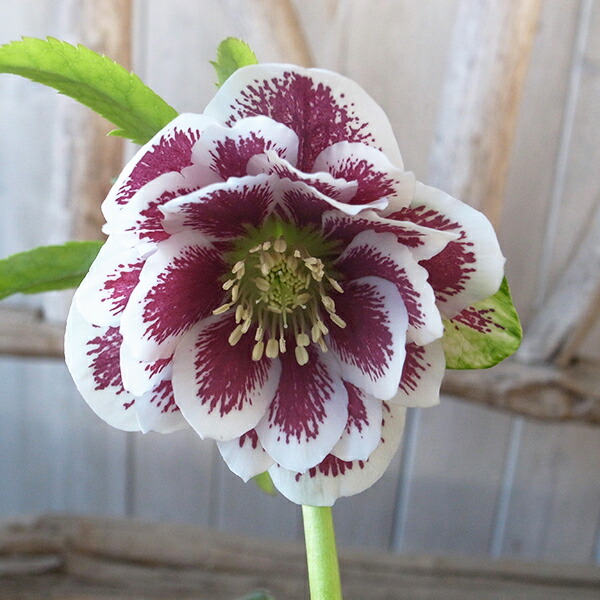 楽天市場】クリスマスローズ ダブル 開花株 ホワイトブロッチ 5号 現品