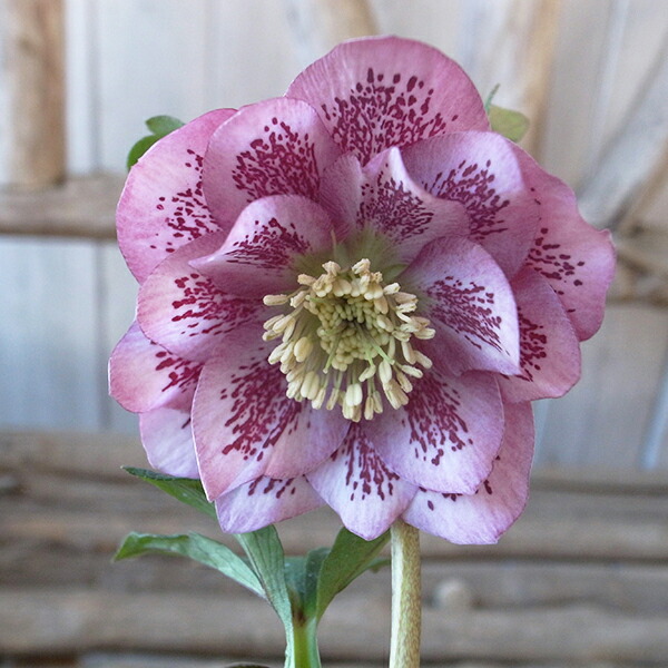 楽天市場】クリスマスローズ ダブル 開花株 ピンクスポット 4号 現品