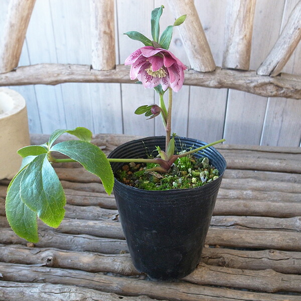 楽天市場】クリスマスローズ ダブル 開花株 ピンクスポット 4号 現品