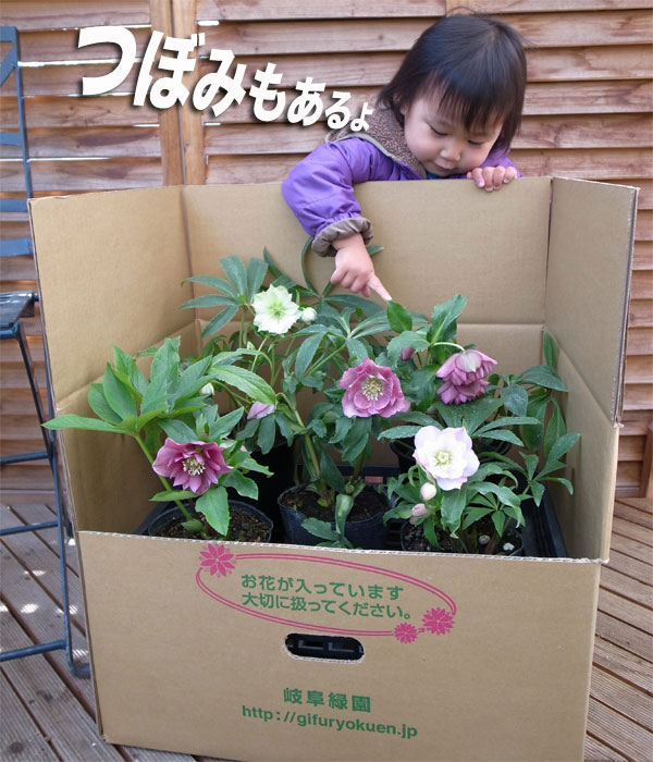 楽天市場】クリスマスローズ ダブル開花株 5株のお任せMIX福袋 送料