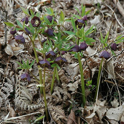 楽天市場】珍しい クリスマスローズ原種 クロアチカス苗/販売/通販