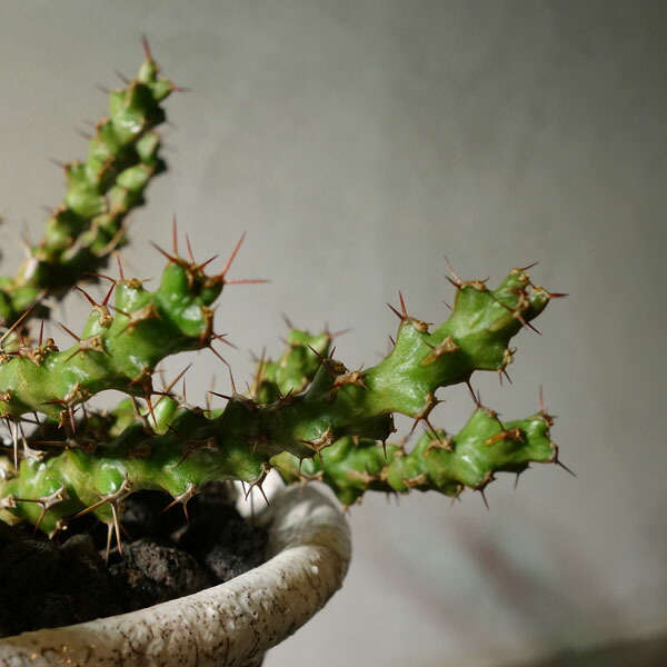 楽天市場】ユーフォルビア レネウトニー 鉢植えサボテン 多肉植物