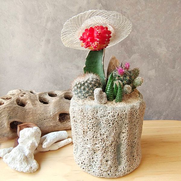 楽天市場】【珊瑚SABO】サンゴ礁とサボテンの寄せ植え ヒサボテン 父の