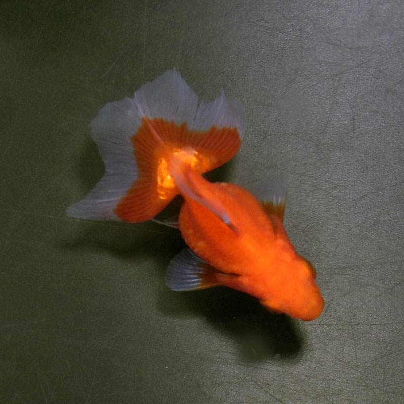 楽天市場】【金魚王子】土佐金(土佐錦魚) 7±1cm前後 (個体番号：cde335