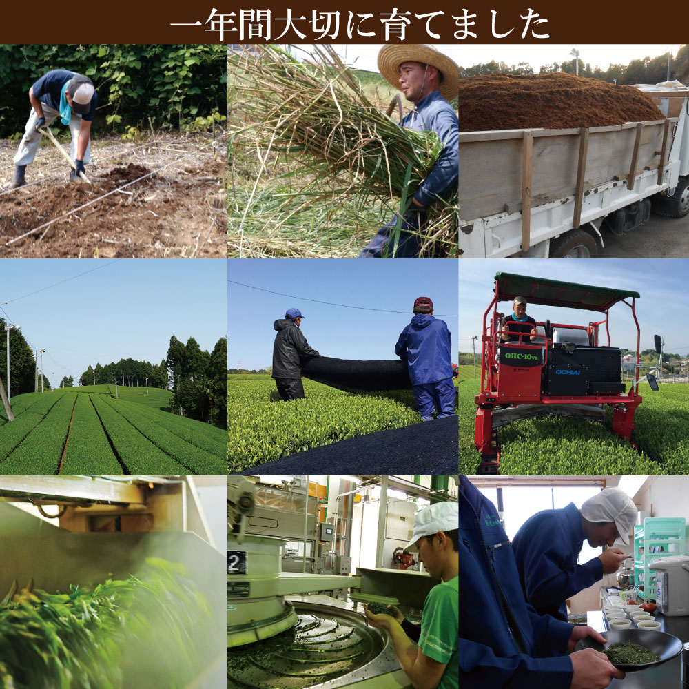 楽天市場】新茶 2025 【送料無料】【限定300袋】 橋幸夫コラボ商品