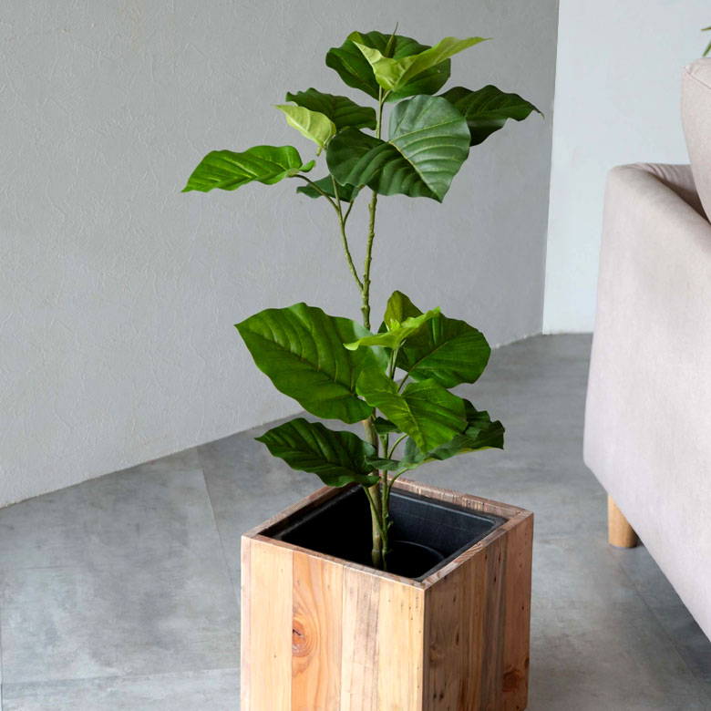 楽天市場】フェイクグリーン フィカス ウンベラータ 高さ 70cm 鉢付き