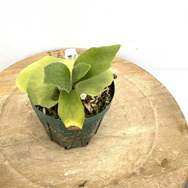 楽天市場】(現品) ビカクシダ ビフルカツム 'ポップコーン' (TC) (No