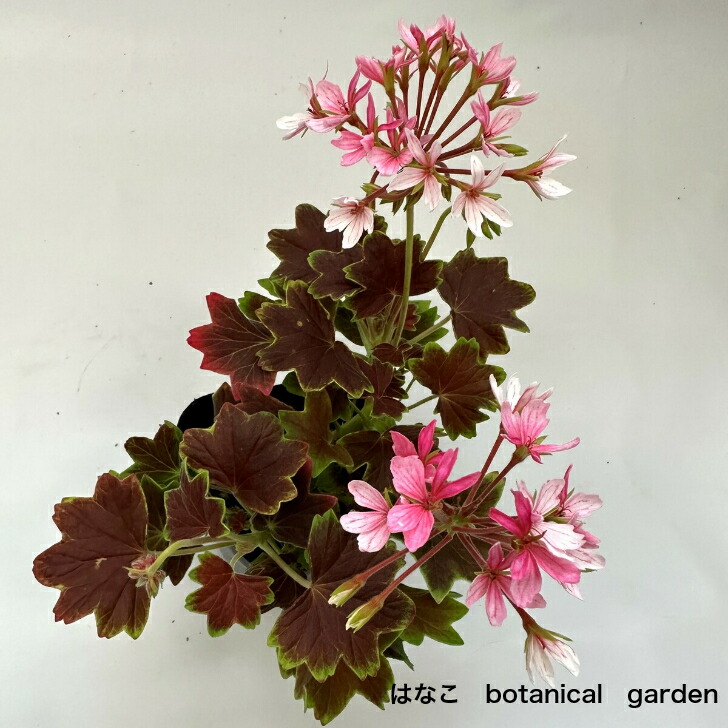 楽天市場】【希少品種】モミジバゼラニウム（うすピンク） カラー