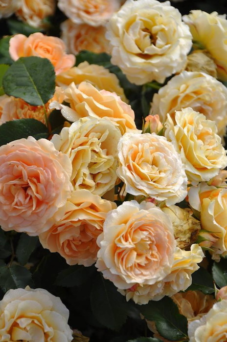 楽天市場】バラ苗【中苗】ラドルチェヴィータ 国産苗 6号鉢植え品