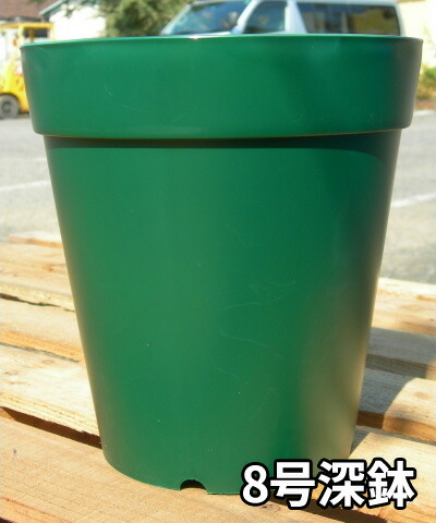 楽天市場】バラの家 8号深鉢 バラ向き ZIK-10000 : バラの家 【バラ苗