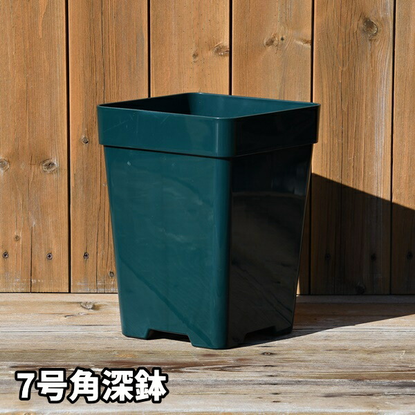 楽天市場】【7角】プレミアローズセレクション【7号角深鉢】ロサ