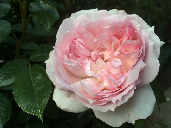 楽天市場】【冬季大苗】バラ苗 ルリール 国産苗 6号鉢植え品［契約品種