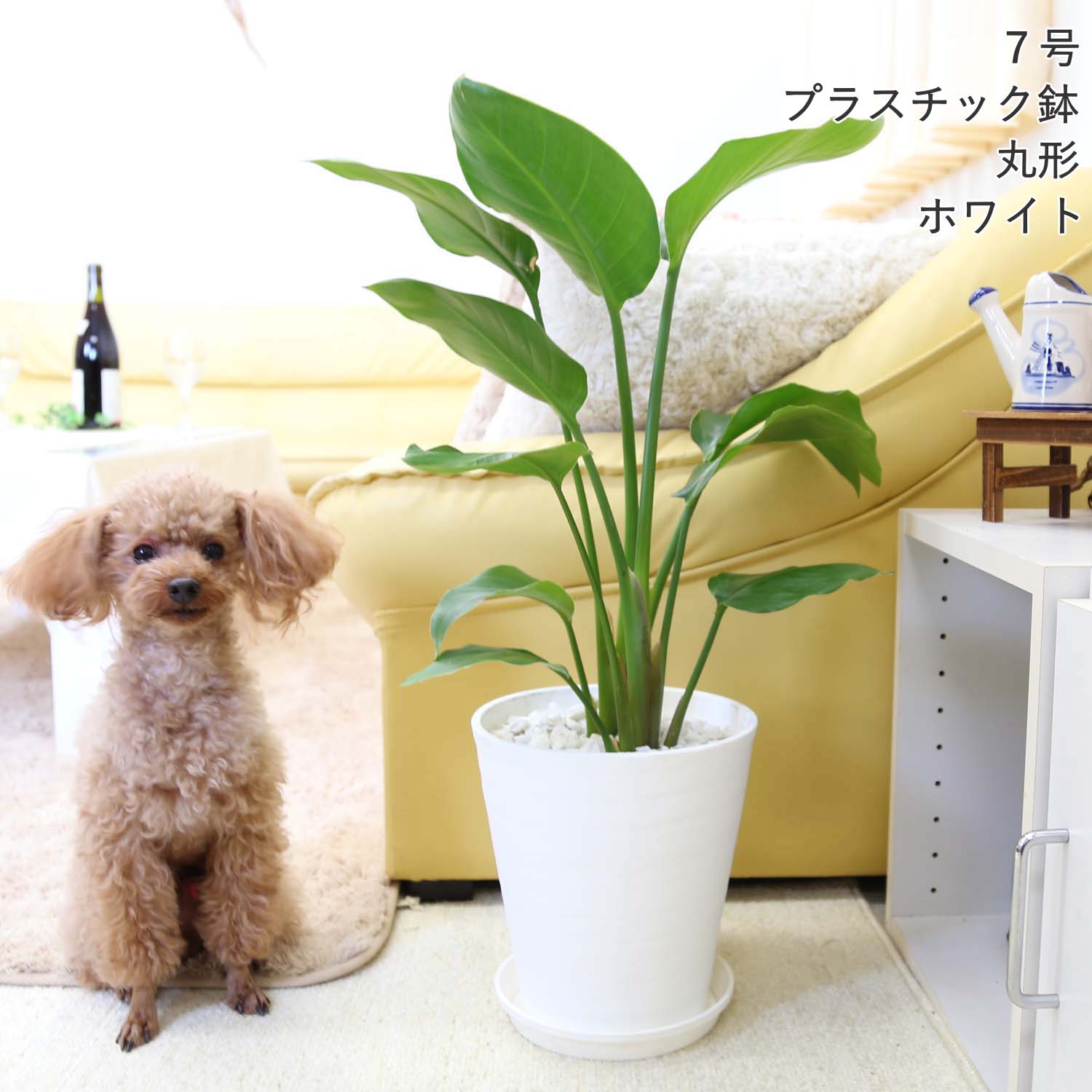 楽天市場】いろいろ選べる！ストレリチア（ストレチア）・オーガスタ