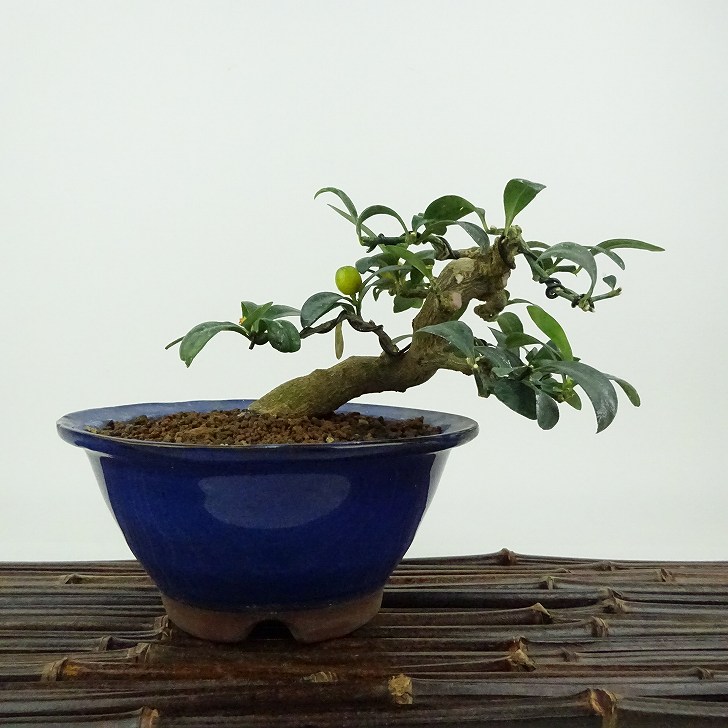 楽天市場】盆栽 金豆 樹高 約9cm きんず Fortunella hindsii キンズ
