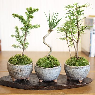 楽天市場】ミニ盆栽 ミニ松 三点セット トドマツ 黒松 エゾ松 ミニミニ