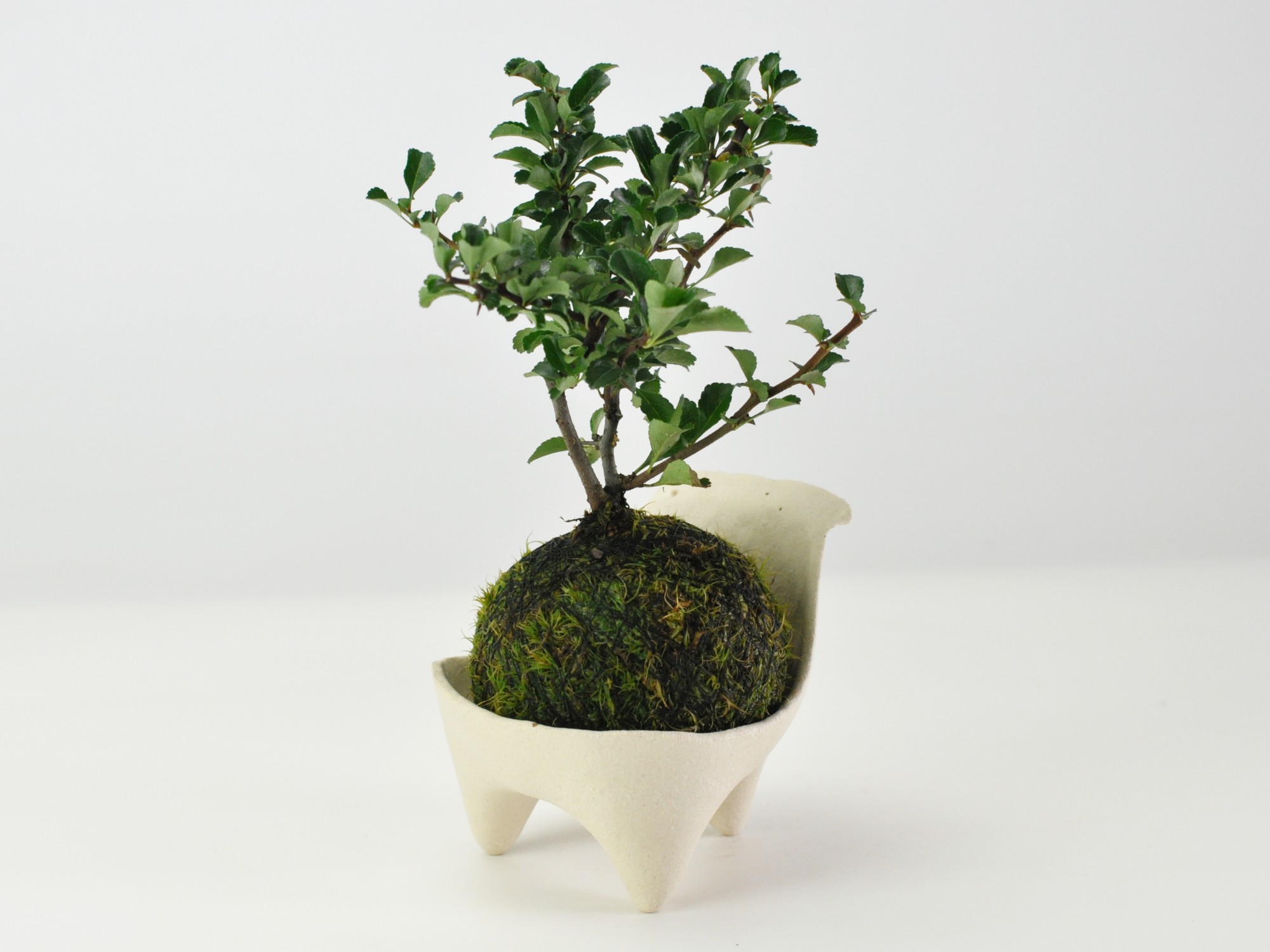 楽天市場】長寿梅の苔玉 盆栽 ギフト プレゼント ミニ盆栽 贈り物 誕生