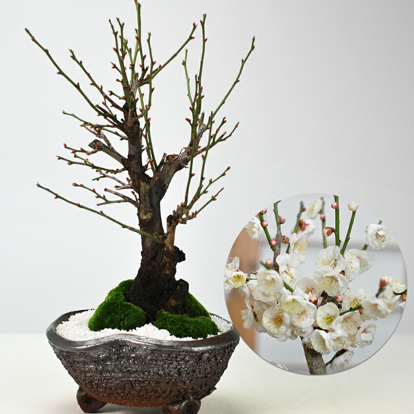 楽天市場】盆栽 野梅 白梅 梅 やばい ギフト プレゼント ラッピング