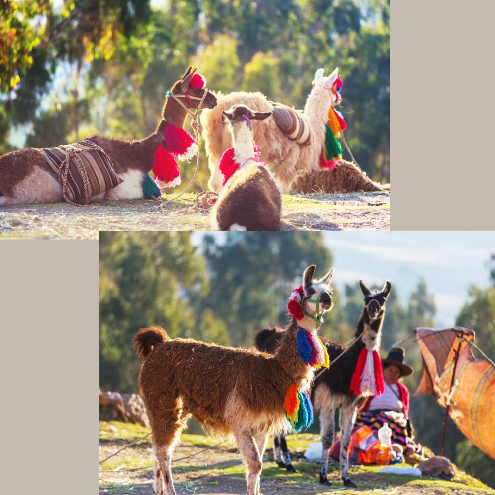 楽天市場】【南米産】リャマキーチェーン キーホルダー アルパカ