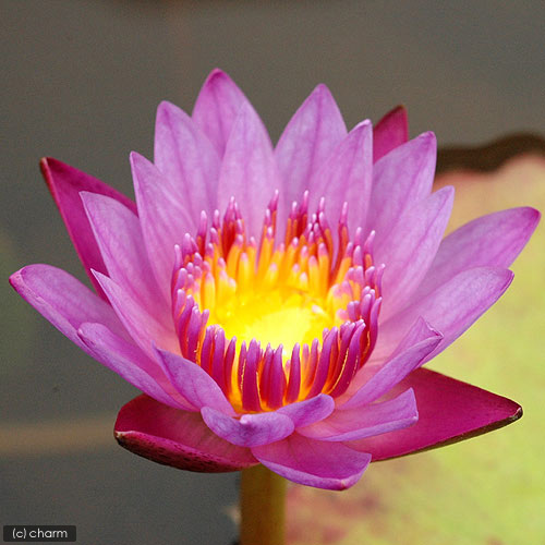 楽天市場】（ビオトープ）睡蓮 熱帯性睡蓮（スイレン）（紫） パナマ