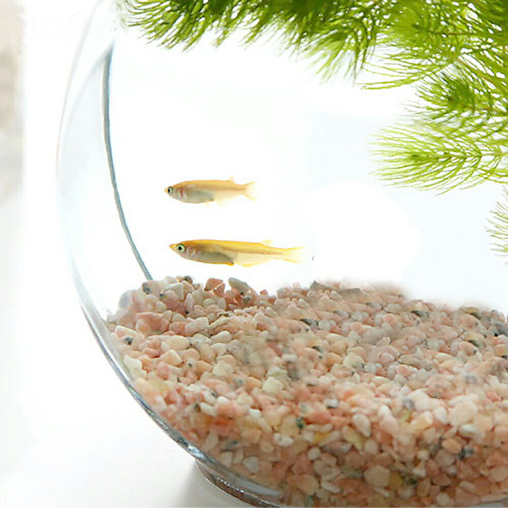 楽天市場】（めだか）（水草）おしゃれなガラス製金魚鉢 太鼓鉢 小