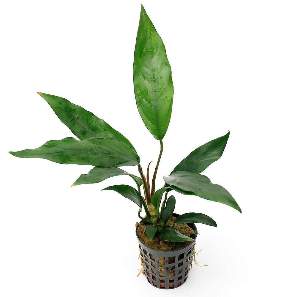 楽天市場】（水草）アヌビアス ランケオラータ（アクアフルール）（1