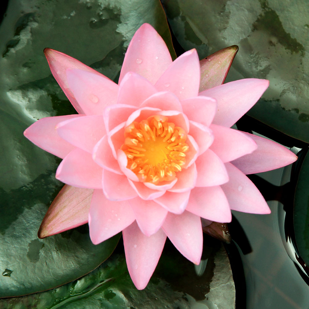 楽天市場】（ビオトープ）睡蓮 温帯性睡蓮（スイレン）（桃） ピンク
