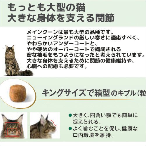 楽天市場】ロイヤルカナン 猫 メインクーン 成猫用 生後15ヵ月齢から