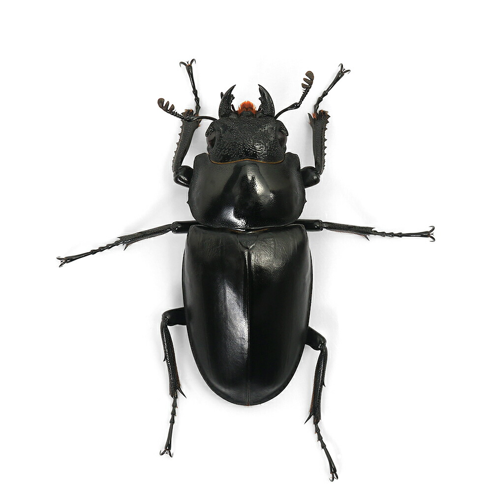 楽天市場】（昆虫）ギラファノコギリクワガタ（亜種ケイスケ