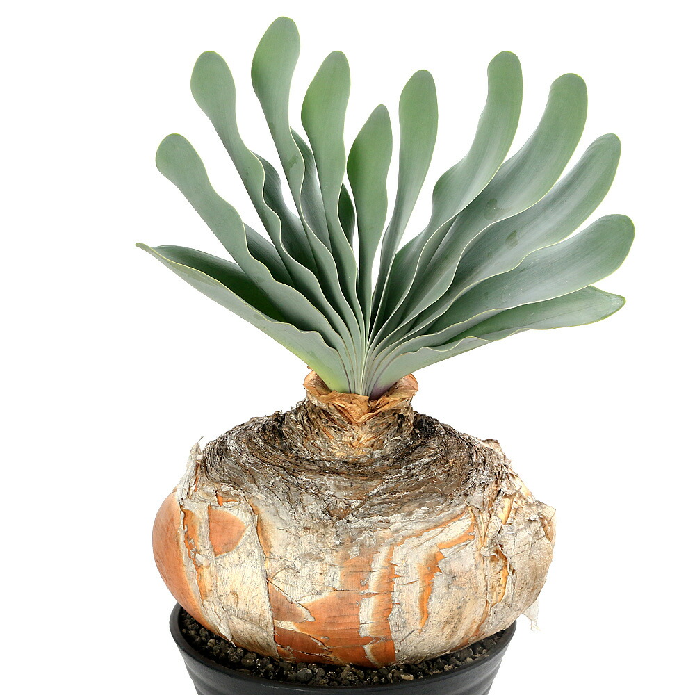 楽天市場】ブーファン ディスの通販