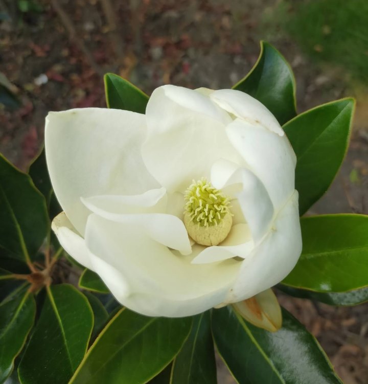 楽天市場】【現品発送】タイサンボク 直立性リトルジェム ケイパリス 8