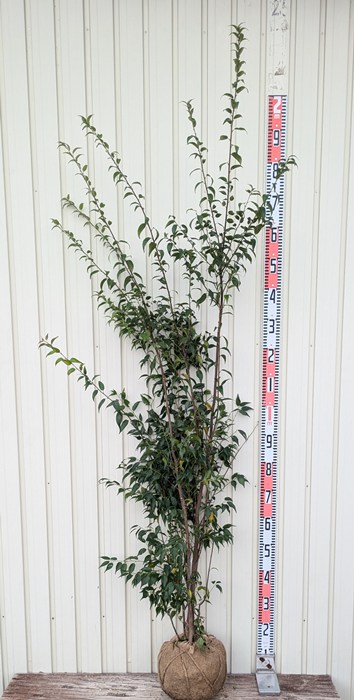 楽天市場】【現品発送】ハイノキ(灰の木) 株立ち 樹高1.8m J541 : 千草園芸