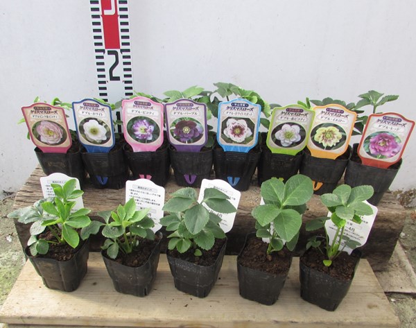 なおさん です♪2点セット！クリスマスローズ7鉢 4鉢 八重咲き 苗 苗木