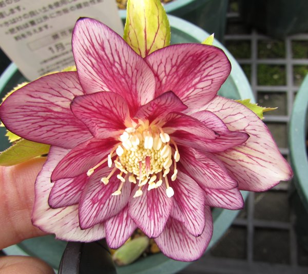 楽天市場】クリスマスローズ 実生苗 ダブル咲き(八重咲き) ゴールド