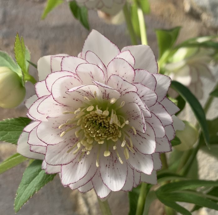 苗 クリスマスローズ 苗」の人気商品一覧 | 安い商品を通販サイトから