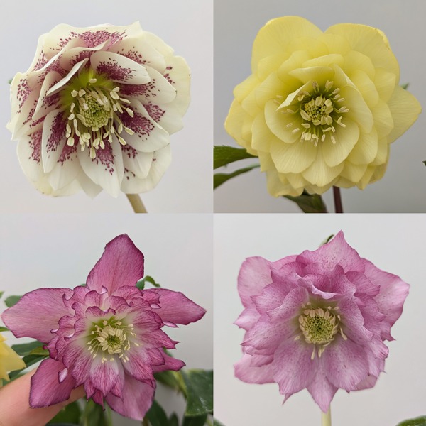 楽天市場】【現品4株セット】クリスマスローズ ダブル咲き 3.5号 4株