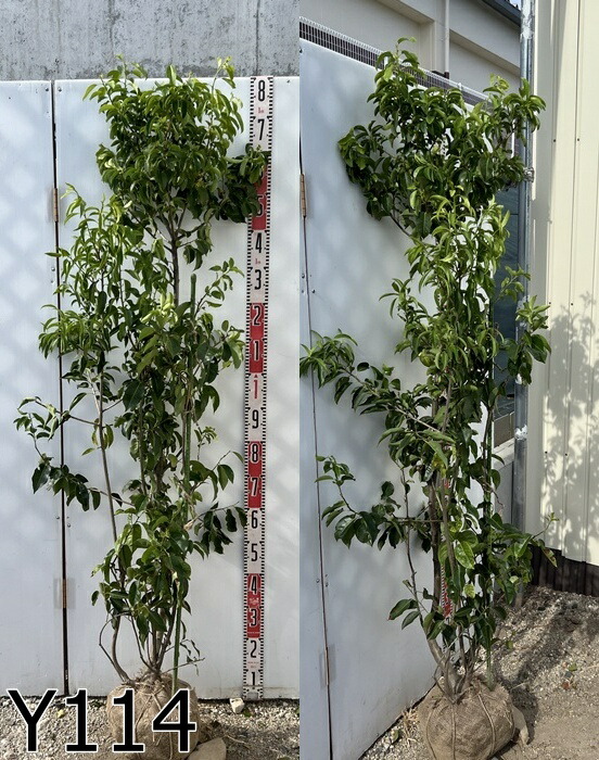 楽天市場】【選べる現品】ソヨゴ 苗木 株立ち 雄雌（オス・メス）不明