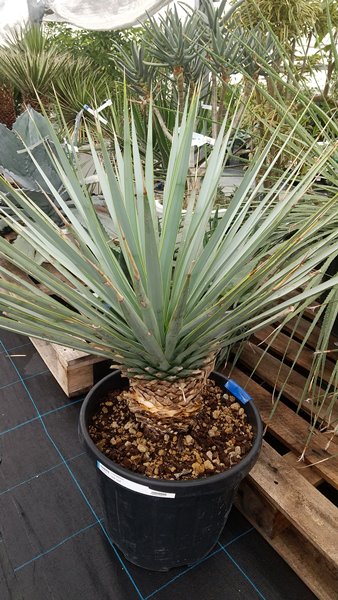 楽天市場】【現品発送】ユッカ リギダ 12号鉢植え H60cm【産直