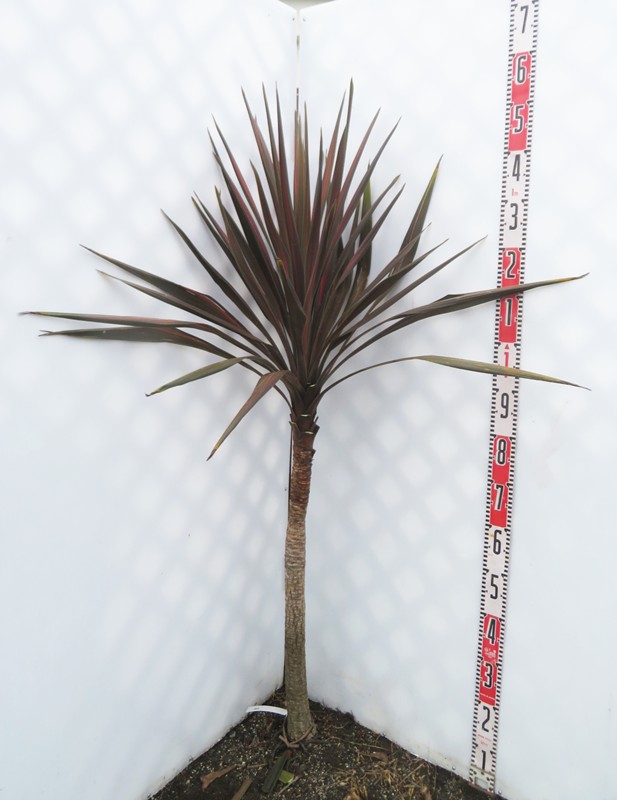 楽天市場】【現品】ドラセナ コルジリネ コーヒークラシック W90cm