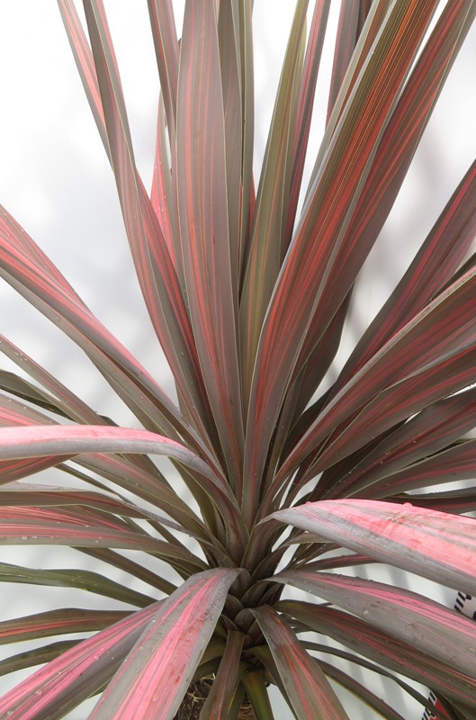 楽天市場】【現品】ドラセナ コルジリネ コーヒークラシック W110cm