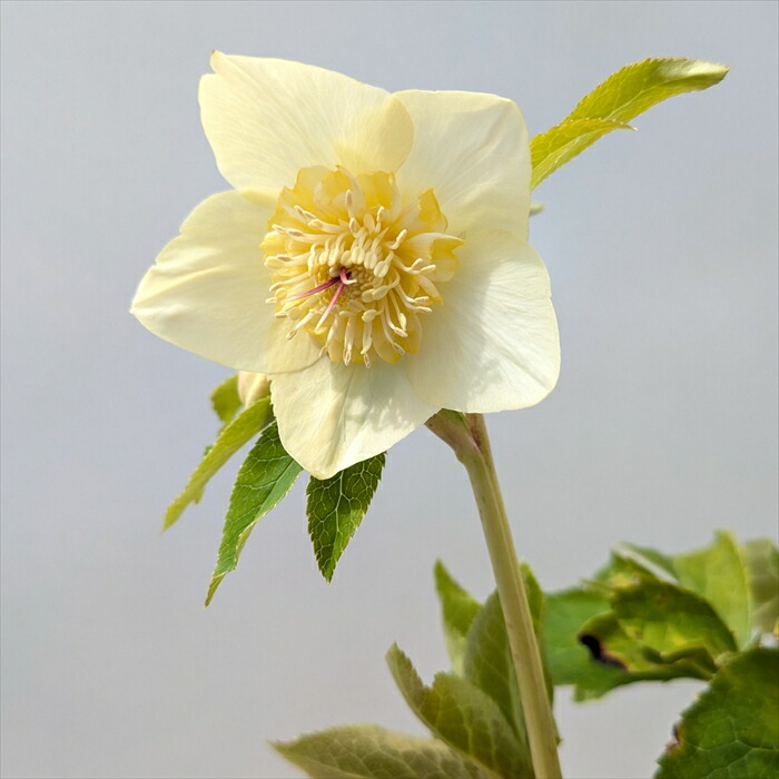 楽天市場】【現品】クリスマスローズ セミダブル咲き ゴールドオーレア