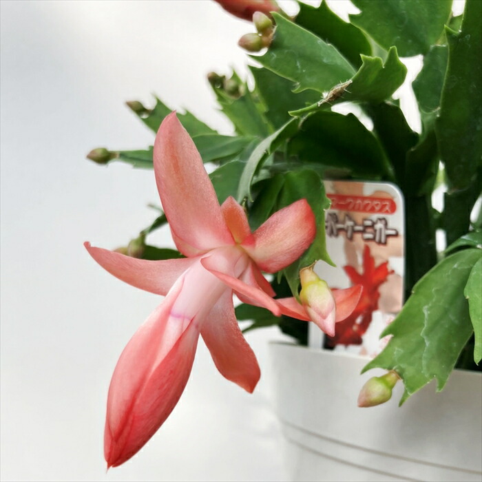 楽天市場】シャコバサボテン「蝦蛄葉サボテン」5号 スーパーケニガー