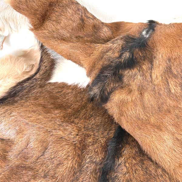 楽天市場】ゴートレザー goat 毛皮 マット 1点物 1枚革 山羊皮 ハラコ