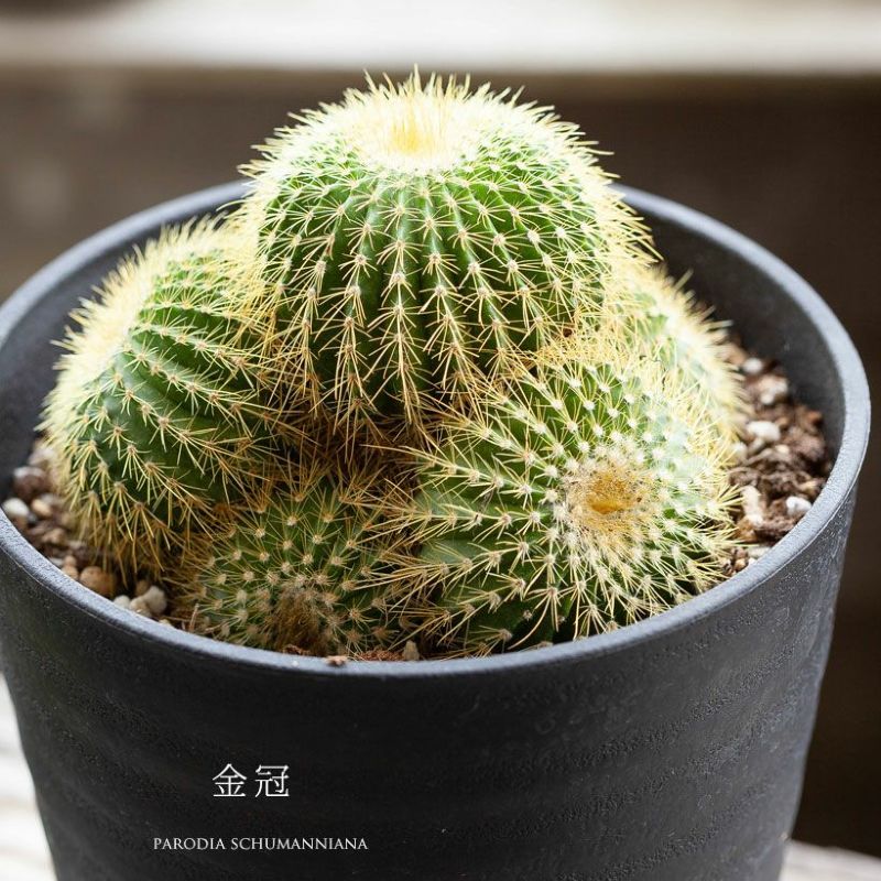 楽天市場】長年付き合える、群生サボテン 多肉植物さぼてん 観葉植物