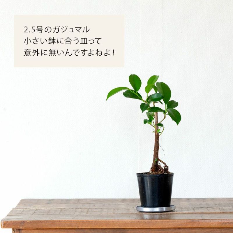 楽天市場】普通の鉢でも「お洒落に見せてくれる」受皿（2号〜2.5号鉢