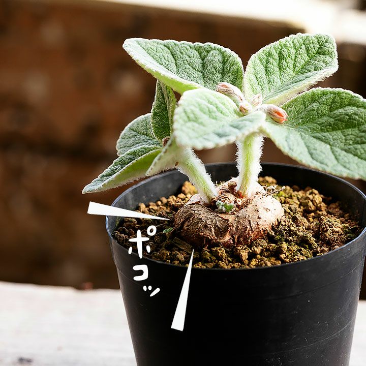 楽天市場】塊根植物シンニンギアの交配種（フロリアノポリス×カーディ