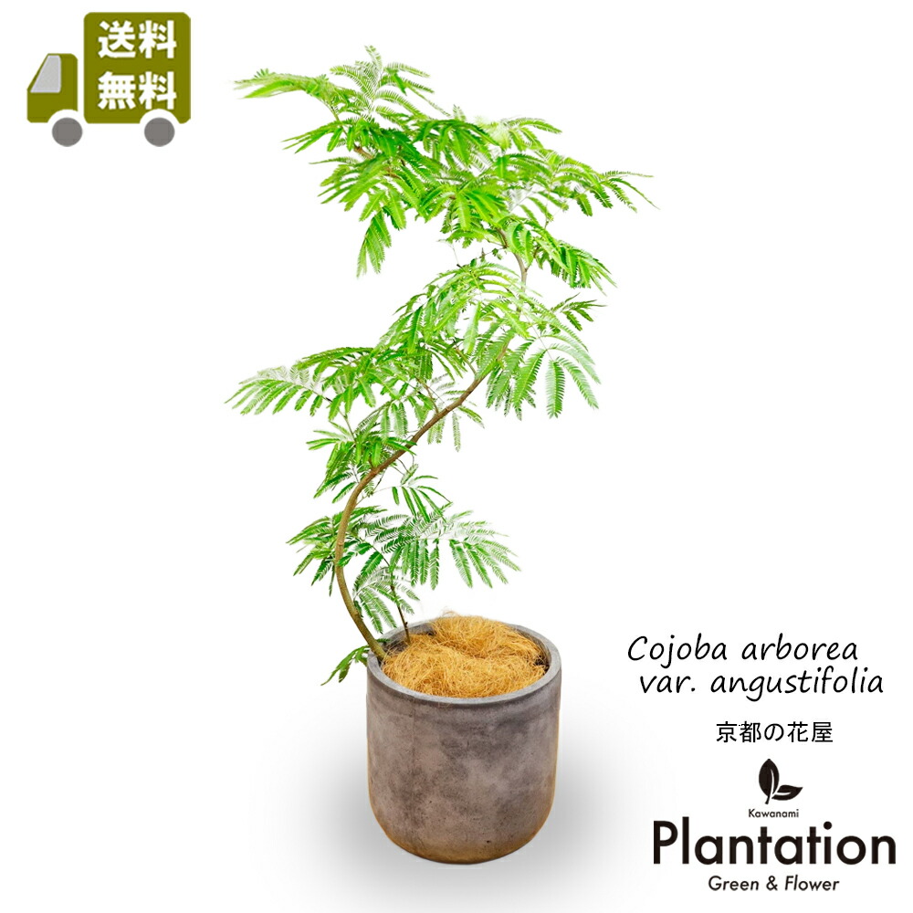 観葉植物 8号 エバーフレッシュ」の人気商品一覧 | 安い商品を通販